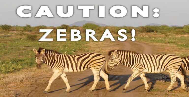 Caution Zebras